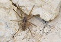 ATTENTION à cette grande araignée que l'on trouve dans la garrigue sur tout le pourtour méditerranéen. Sa morsure est à éviter car très douloureuse. Massif de la Clape (Aude) Mai 2011 Arthropode, araignee, arachnide, lycose, aude, languedoc 